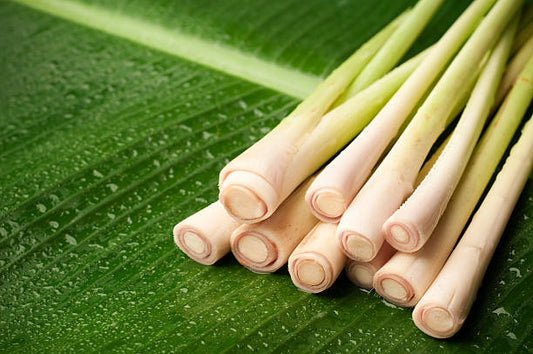 Why Is Lemongrass Essential Oil So Amazing? - Buddha Beauty Skincare
