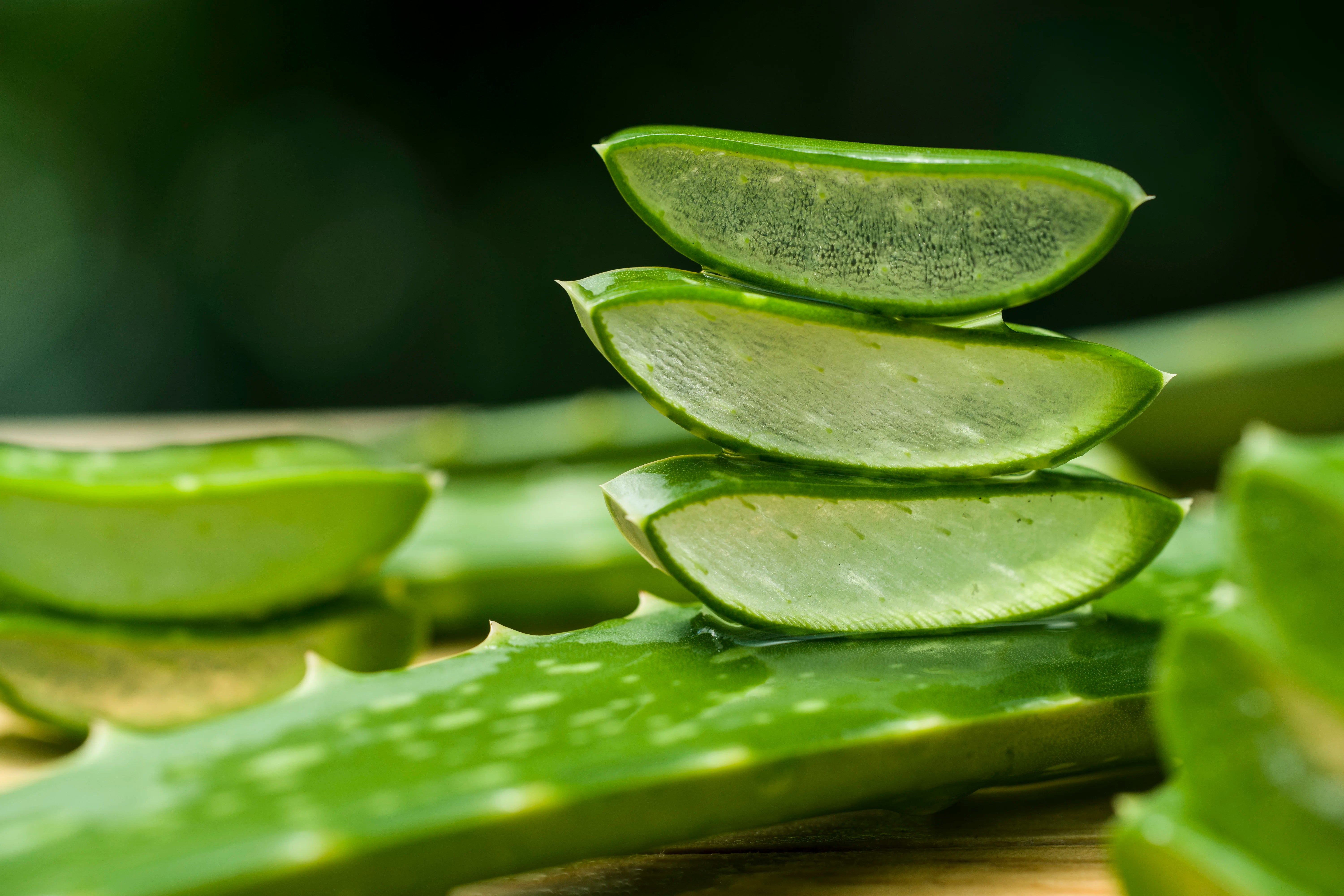 Close-up of sliced aloe vera leaves on a dark background