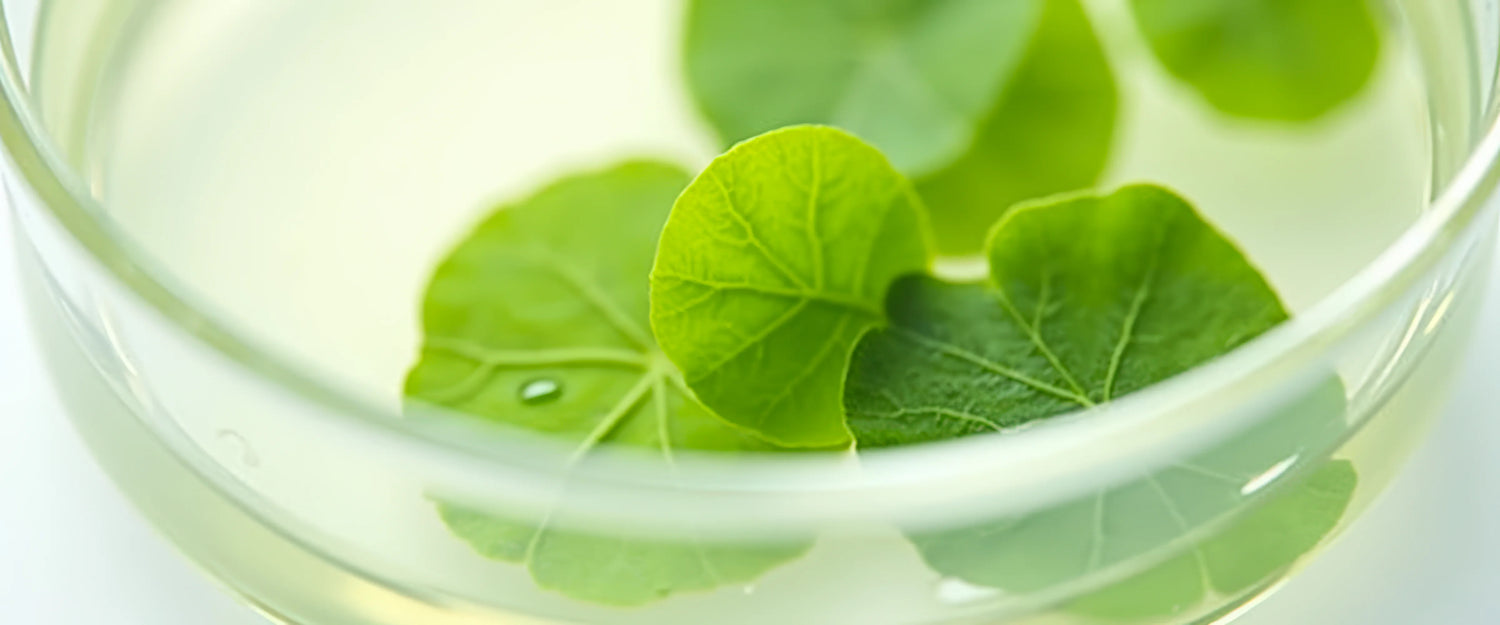 centella asiatica extract